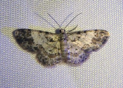 Physocleora taeniata; Geometrid Moth species