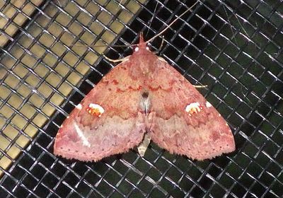 Phytometrini Noctuid Moth species 