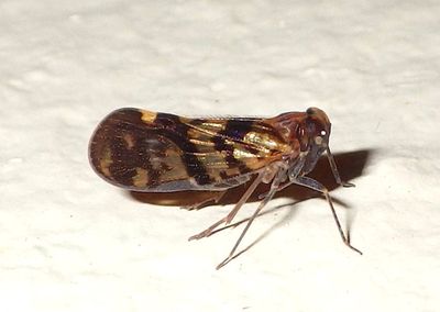 Pintaliini Cixiid Planthopper species 