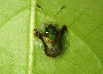 Plagiometriona gibbifera; Tortoise Beetle species