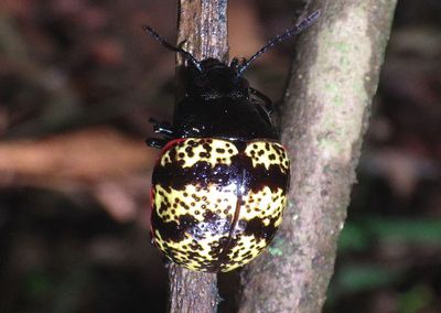 Platyphora petulans; Leaf Beetle species 