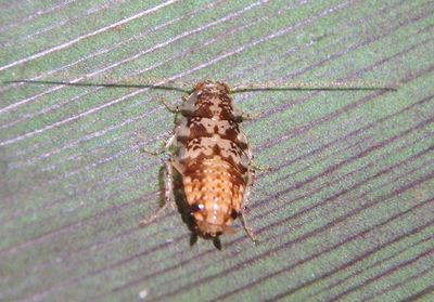 Plectoptera Cockroach species