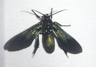 Poliopastea cyllaru; Tiger Moth species