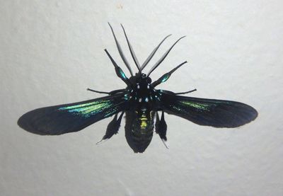 Poliopastea cyllarus; Tiger Moth species