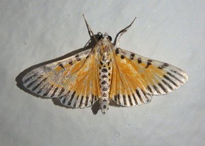 Polygrammodes mimetica; Pyralid Moth species
