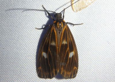 Polypoetes villia; Prominent Moth species