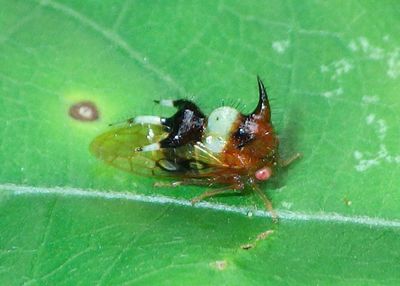 Poppea capricornis; Treehopper species