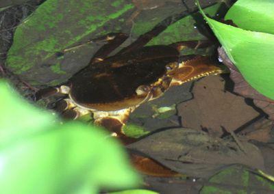 Potamocarcininae Freshwater Crab species