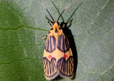 Prepiella pexicera; Lichen Moth species