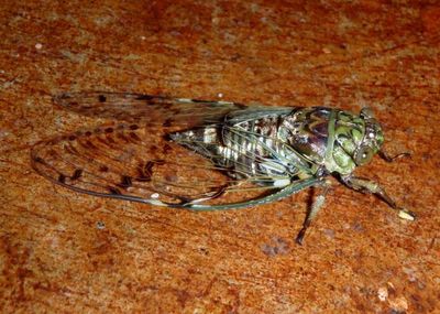 Proarna sallei; Cicada species