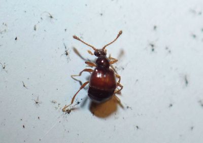 Rybaxis Ant-loving Beetle species