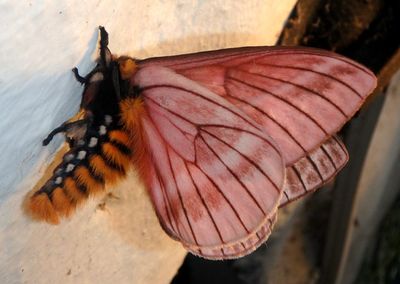 Pseudodirphia regia; Buck Moth species 