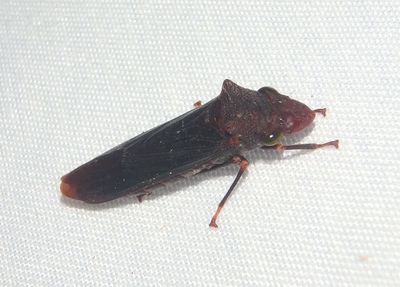 Pseudophera heveli; Sharpshooter species
