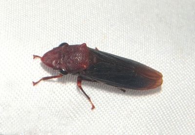 Pseudophera heveli; Sharpshooter species