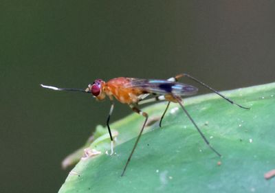 Ptilosphen Stilt-legged Fly species