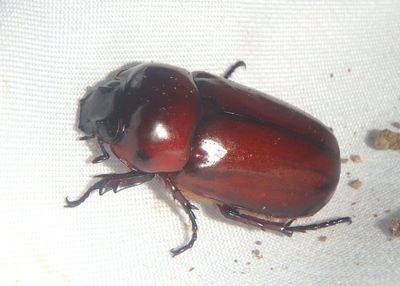 Pucaya castanea; Scarab Beetle species