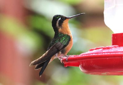 Purple-throated Mountain-gem; female 