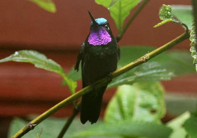 Purple-throated Mountain-gem; male 