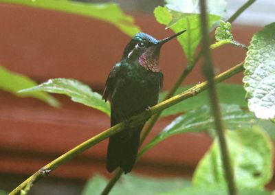 Purple-throated Mountain-gem; male
