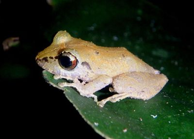 Pygmy Rain Frog