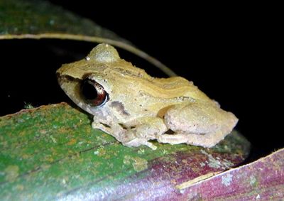 Pygmy Rain Frog