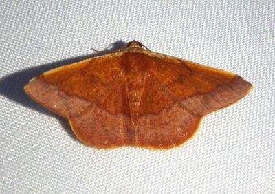 Pyrinia sanitaria; Geometerid Moth species