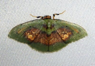 Pyrochlora motilonia; Emerald Moth species