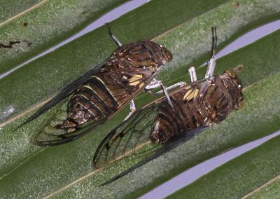 Quesada gigas; Giant Cicadas