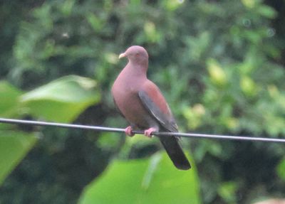Red-billed Pigeon