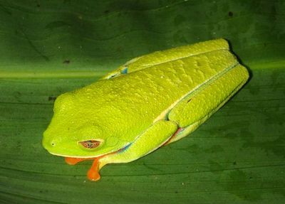 Red-eyed Tree Frog 