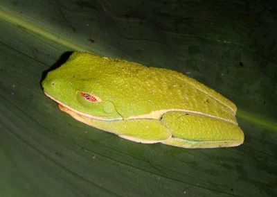 Red-eyed Tree Frog