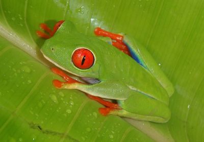 Red-eyed Tree Frog 