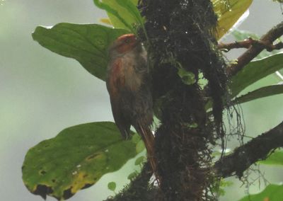 Red-faced Spinetail