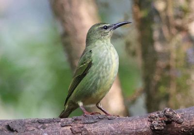 Red-legged Honeycreeper; female 