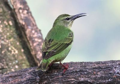Red-legged Honeycreeper; female