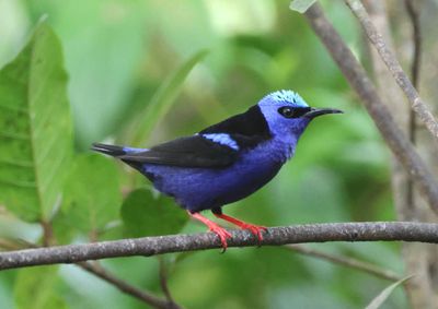 Red-legged Honeycreeper; male