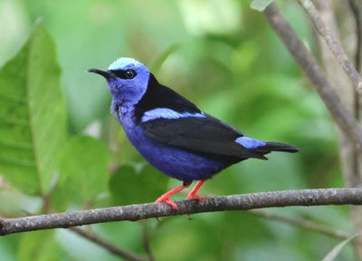 Red-legged Honeycreeper; male 