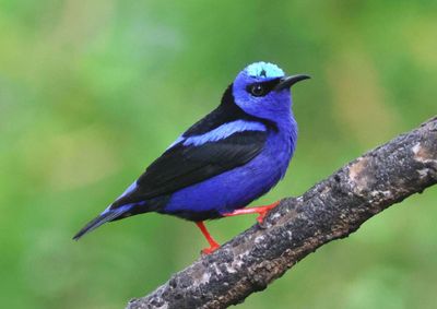Costa Rica - March 2024