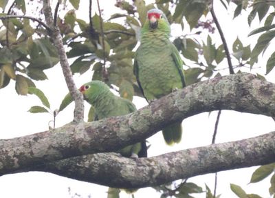 Red-lored Parrots