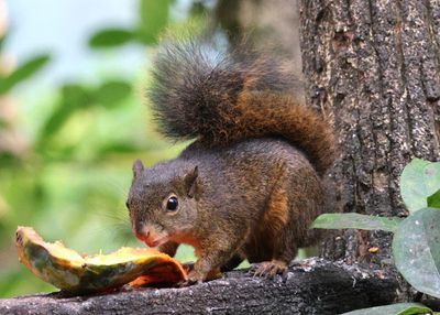 Red-tailed Squirrel 