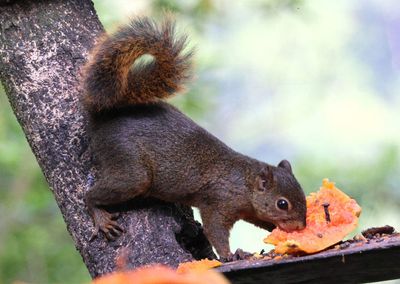 Red-tailed Squirrel