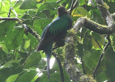 Resplendent Quetzal; female