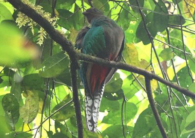 Resplendent Quetzal; female