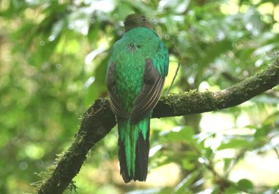 Resplendent Quetzal; female