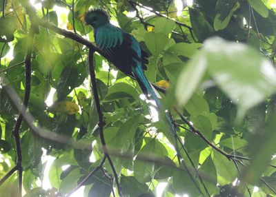 Resplendent Quetzal; male