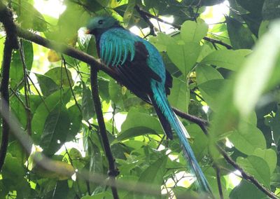 Resplendent Quetzal; male 