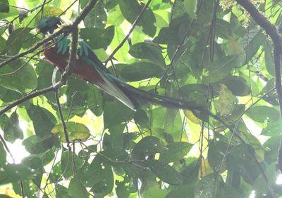 Resplendent Quetzal; male 