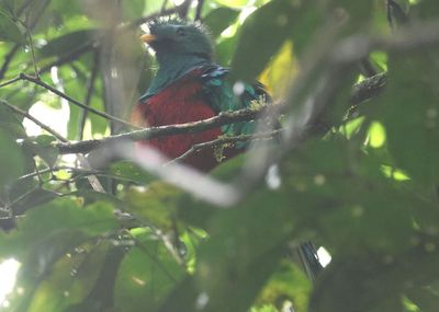 Resplendent Quetzal; male 