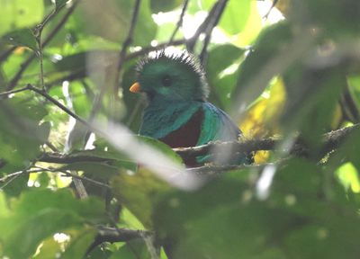 Resplendent Quetzal; male