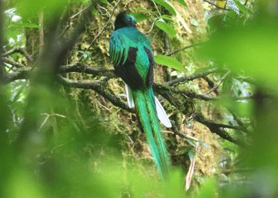 Resplendent Quetzal; male 